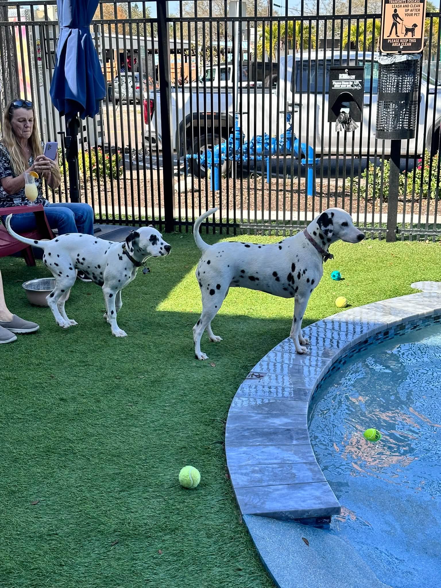 Best Dog Bars